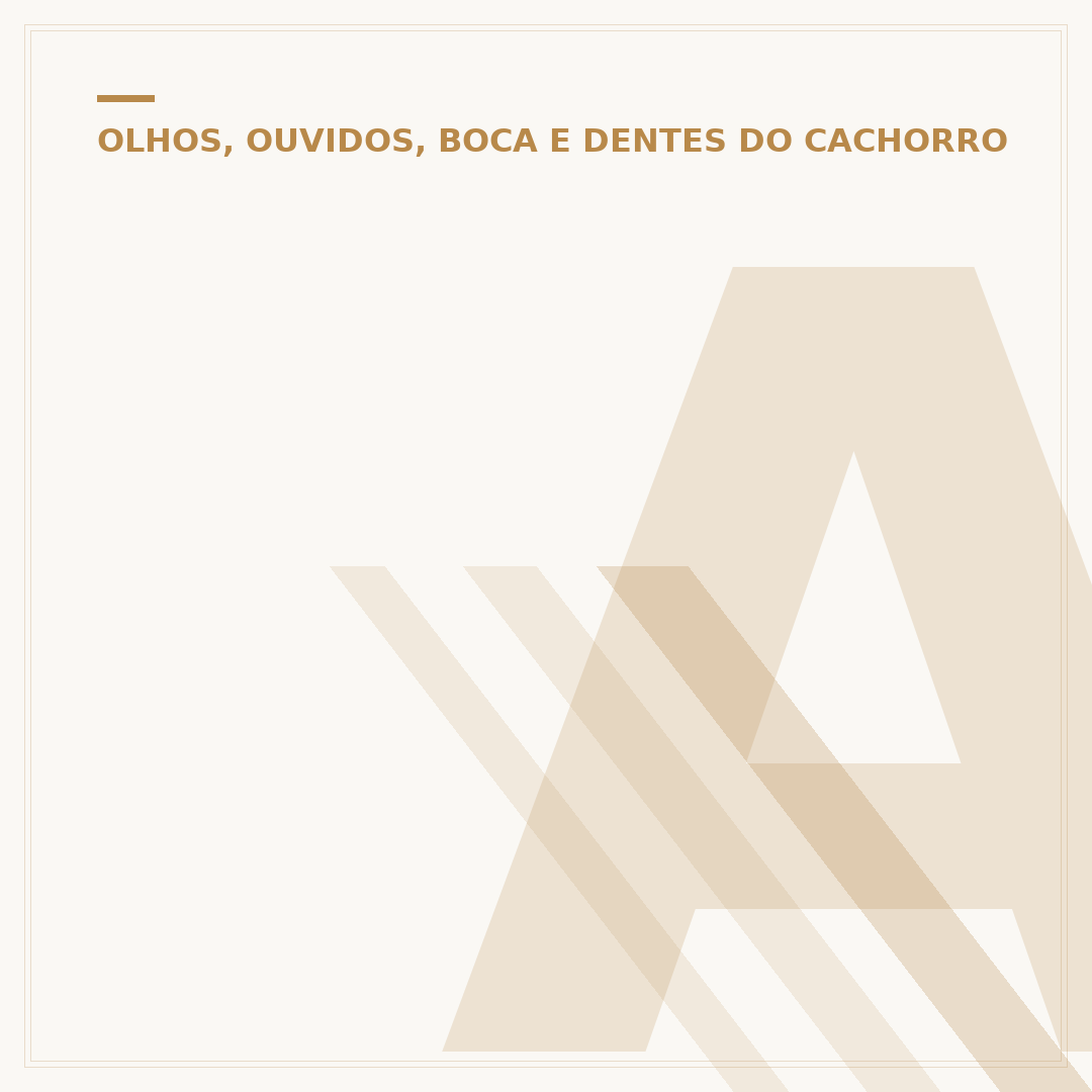 Água no ouvido do cachorro: como tratar e prevenir