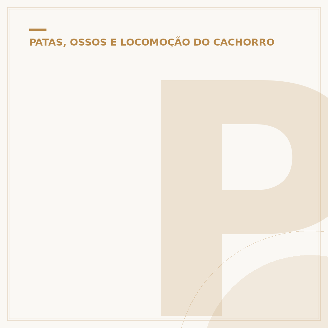 Pode andar com cachorro na moto?