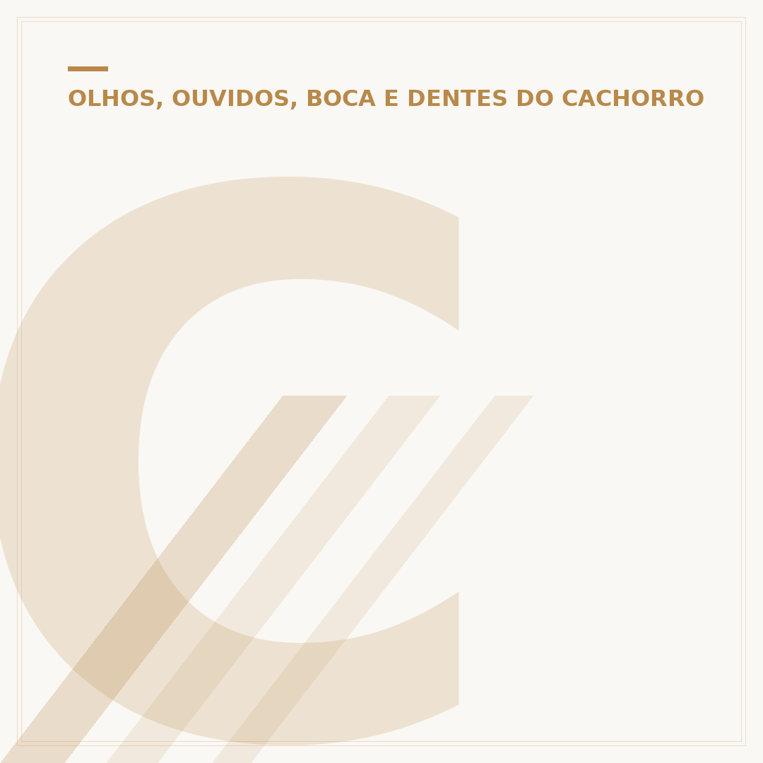 Cachorro do olho grande: raças e cuidados com os olhos