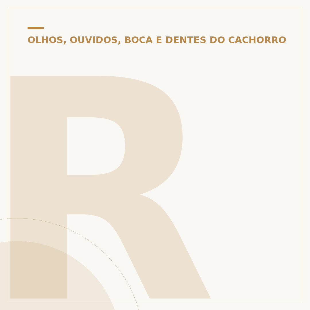 Reportagem sobre o cachorro orelha