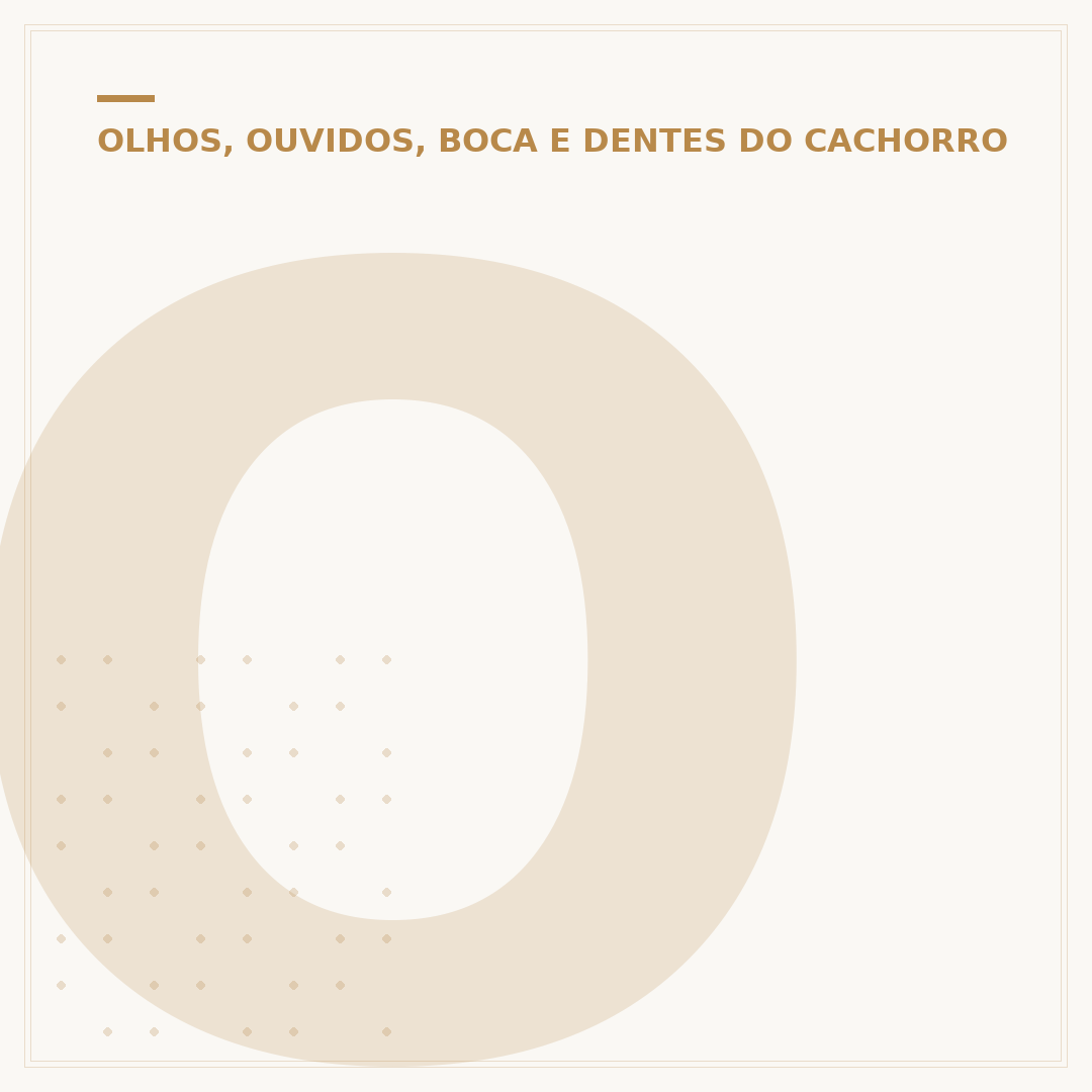 O que houve com o Cachorro Orelha em Santa Catarina?