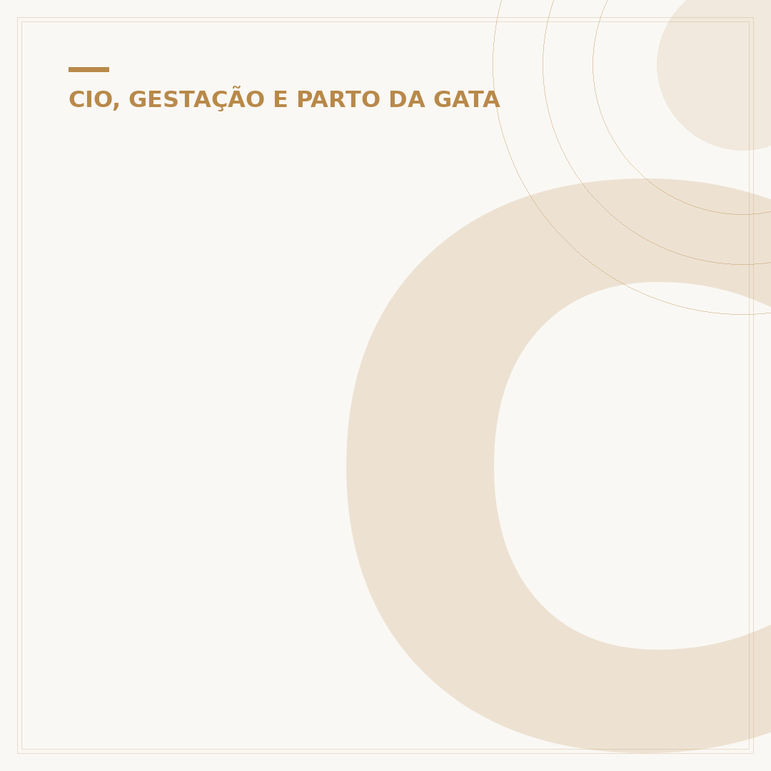 Calmante para gata no cio: alternativas e manejo