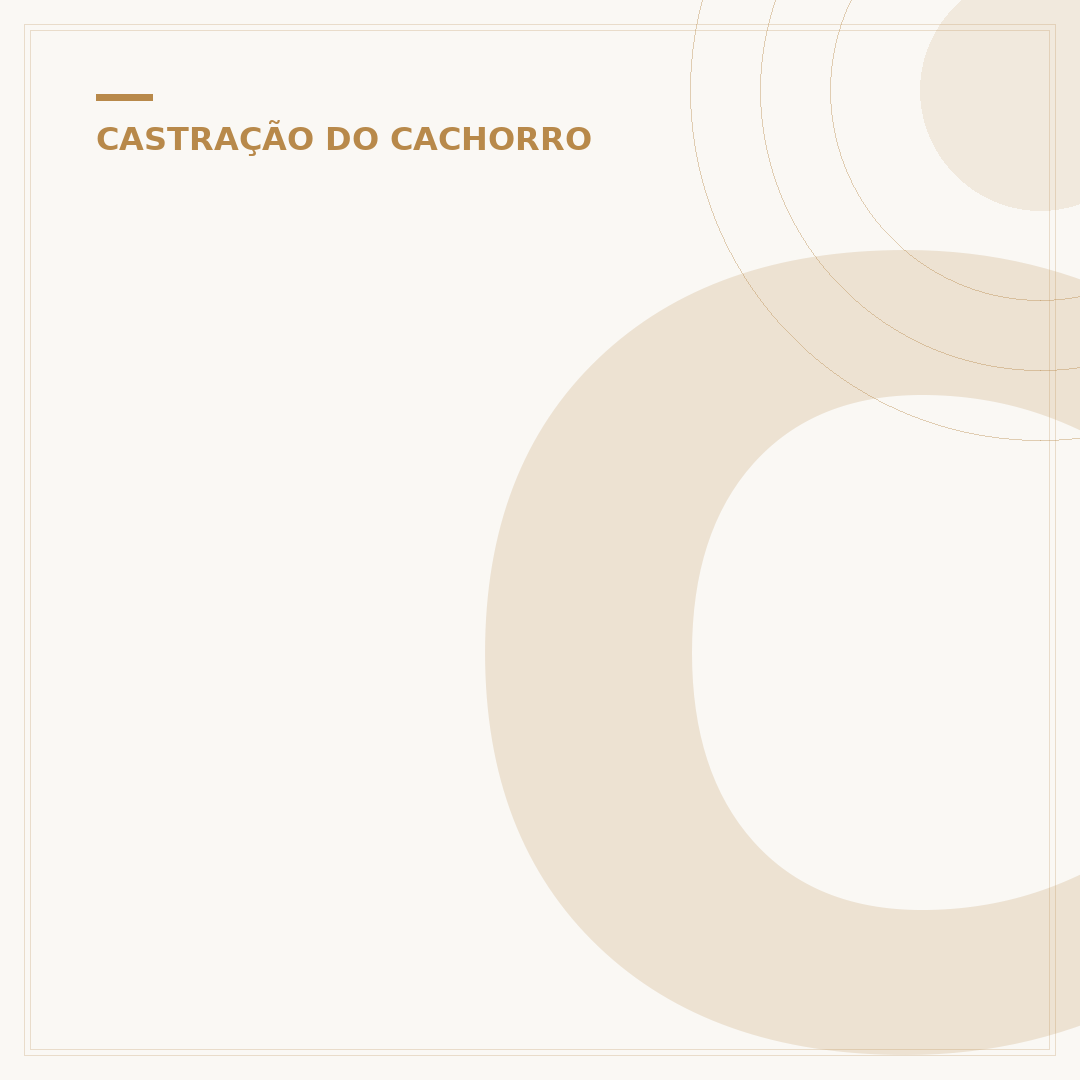 Castração gratuita em Santo André: como conseguir
