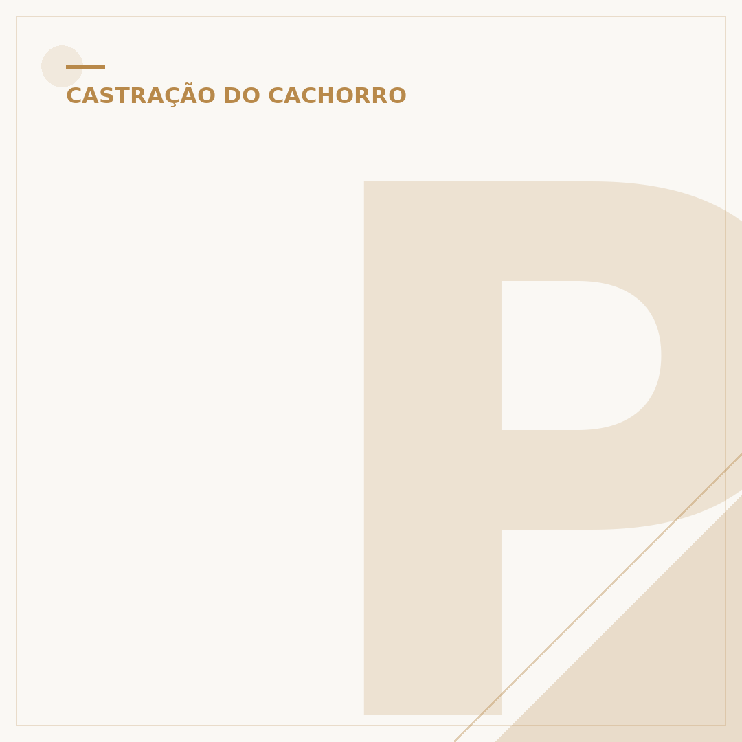 Pode castrar cadela no cio: riscos e alternativas