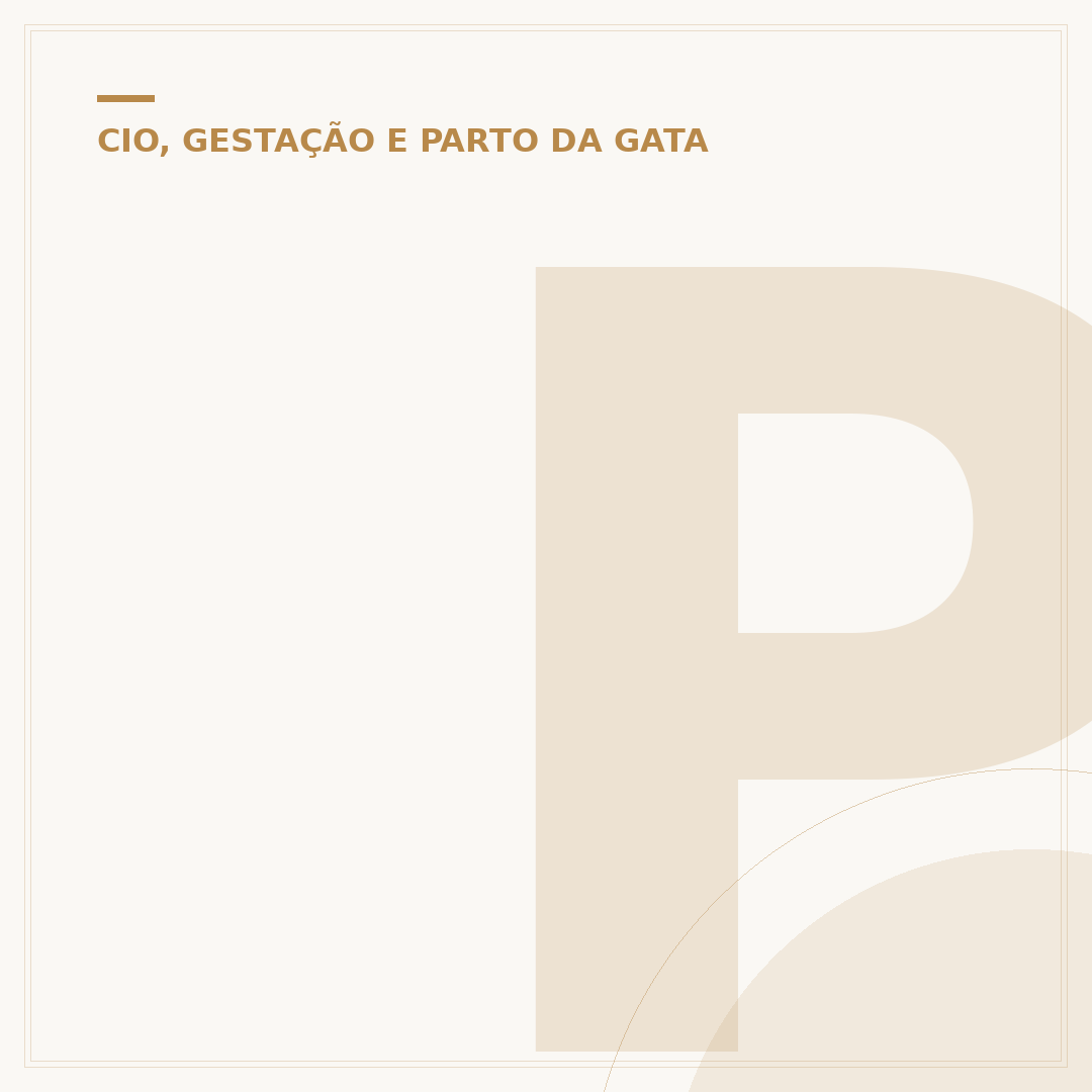 Pode castrar gato no cio?
