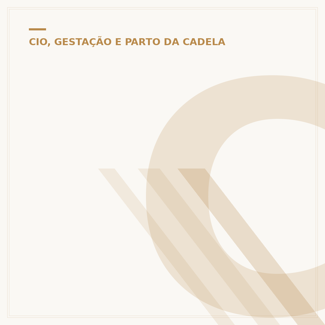 Cruza de cachorro com cadela: planejamento e cuidados