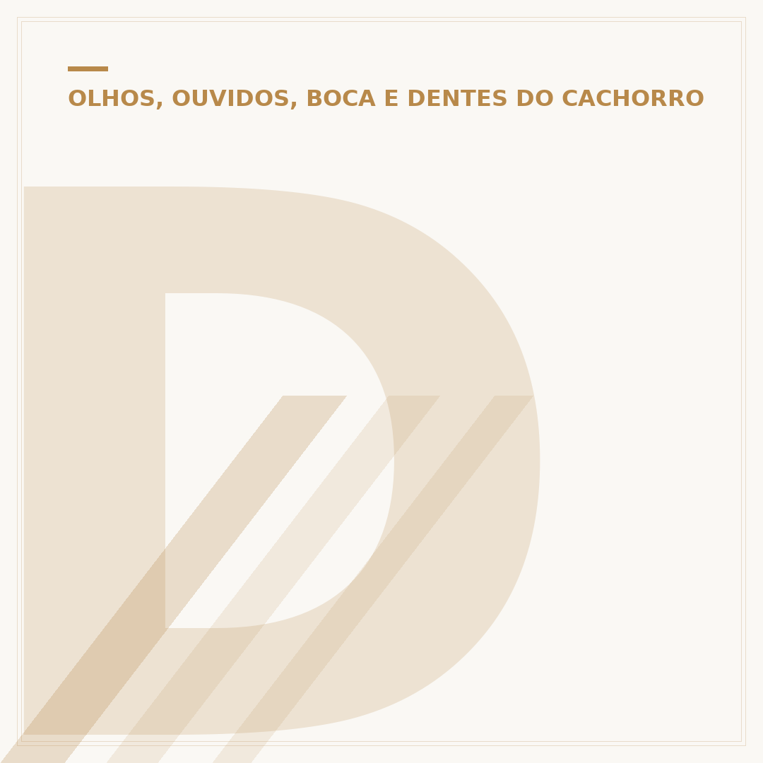 Dor de ouvido em cachorro: o que pode ser e como identificar