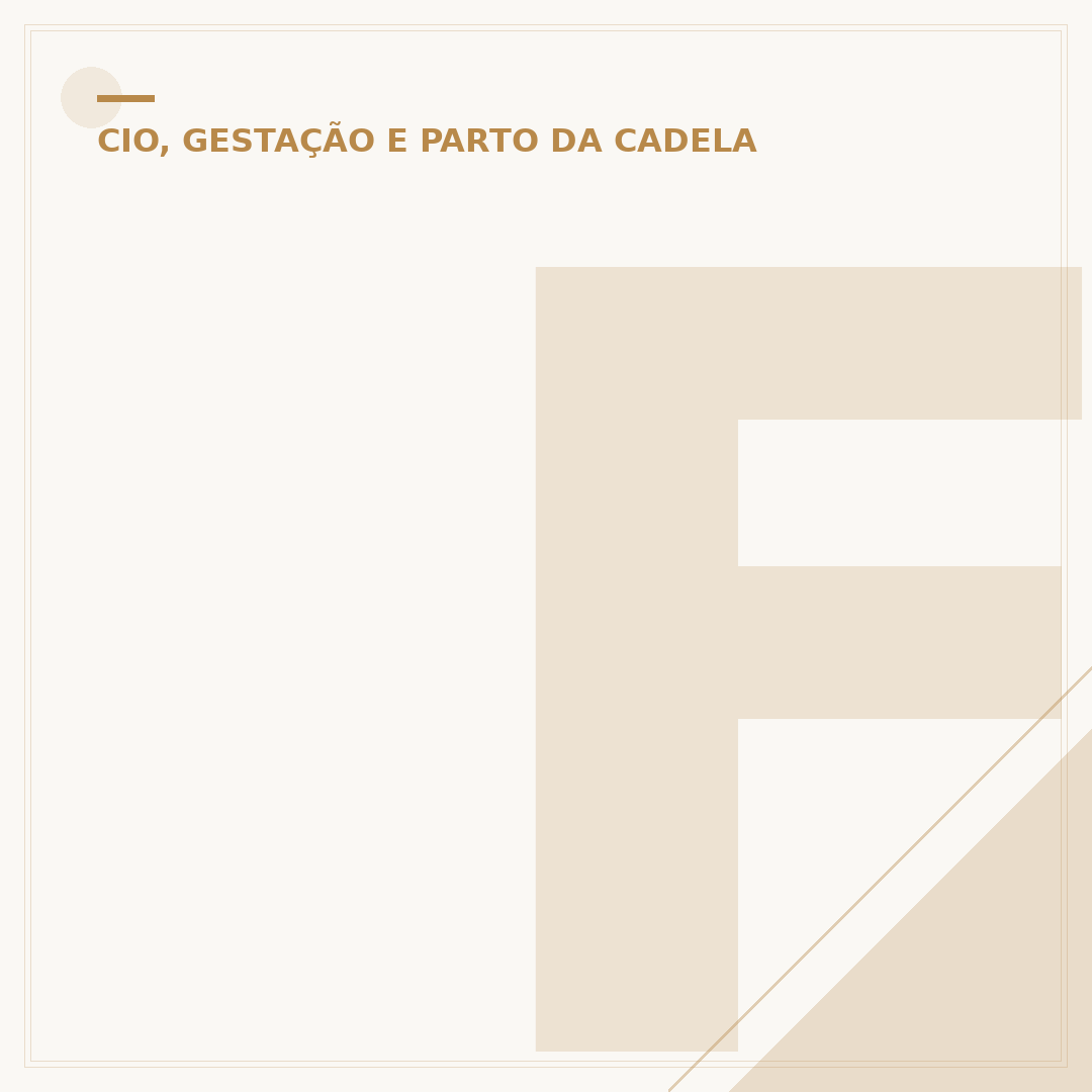 Fases do cio da cadela