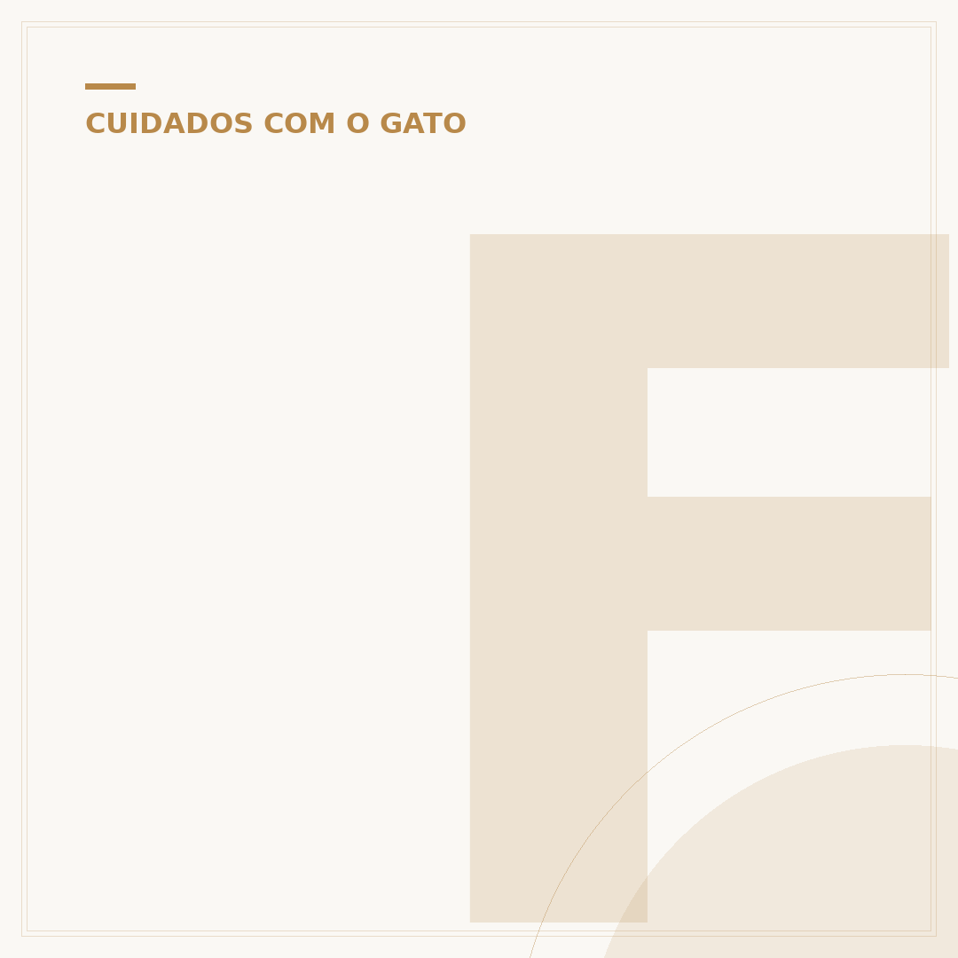 Filhotes de gato para doação: como encontrar seu novo amigo
