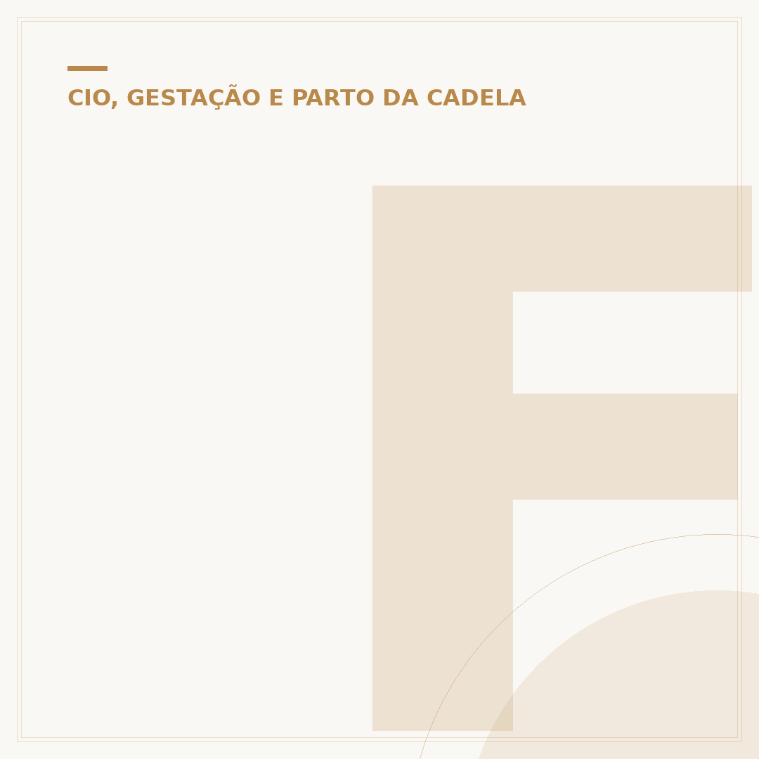Fralda para cachorro no cio