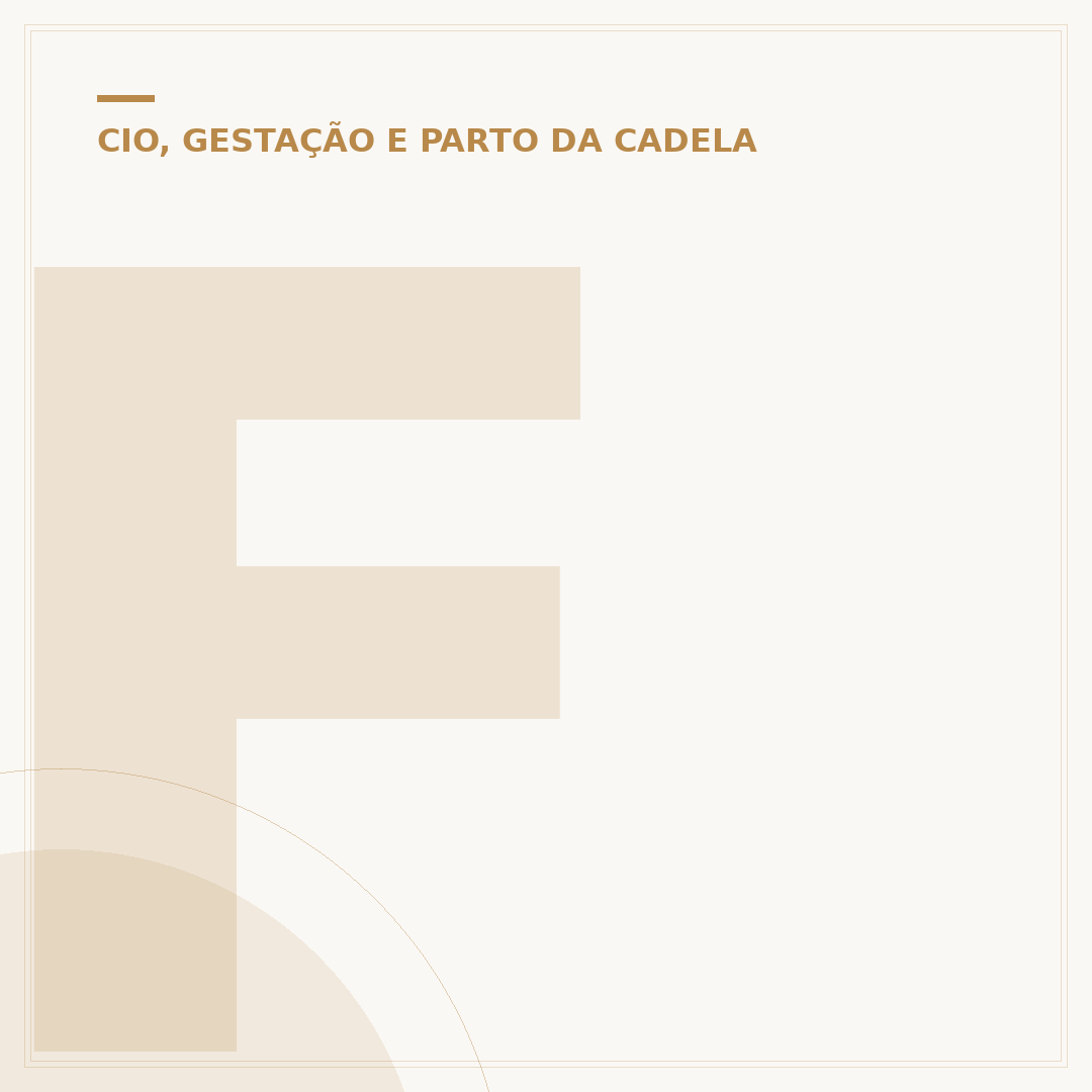 Fralda para cachorro fêmea no cio