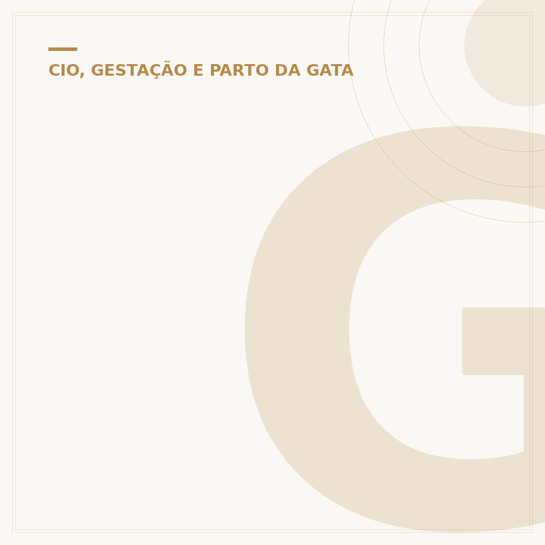 Gata menstrua no cio?