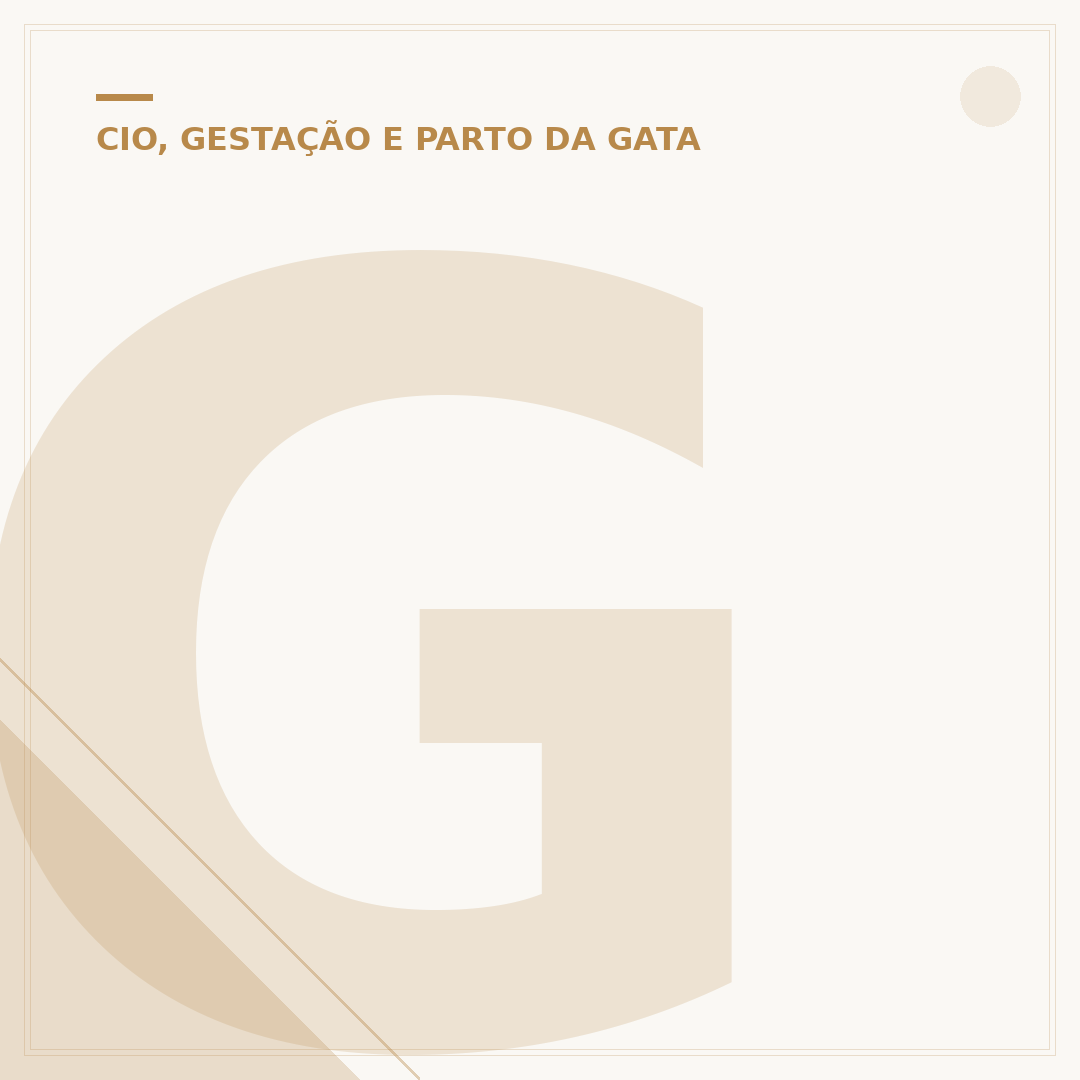 Gata parindo: sinais, cuidados e o processo de parto felino