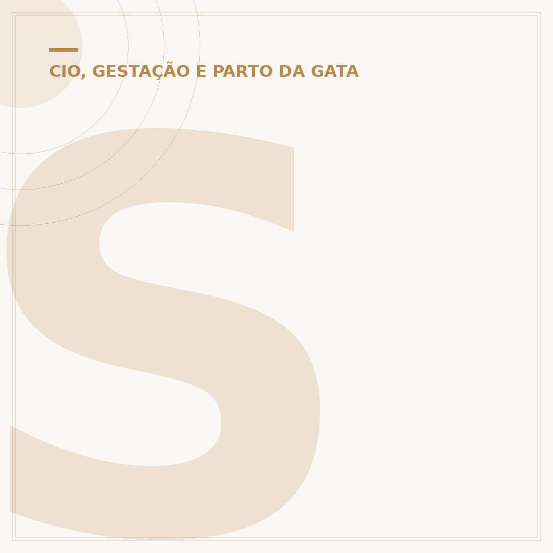 Sinais de gata prenha: o que observar e como agir