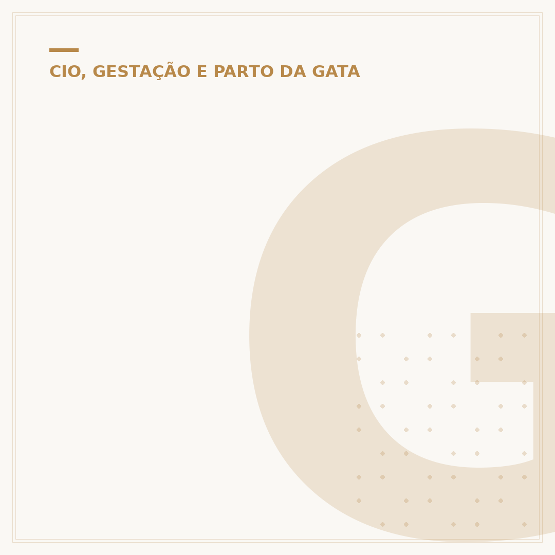 Gato macho não entra no cio