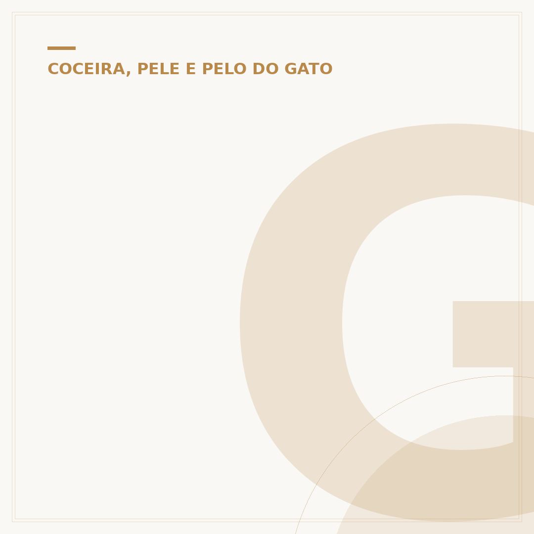 Gato sem pelo preto: conheça a raça e seus cuidados