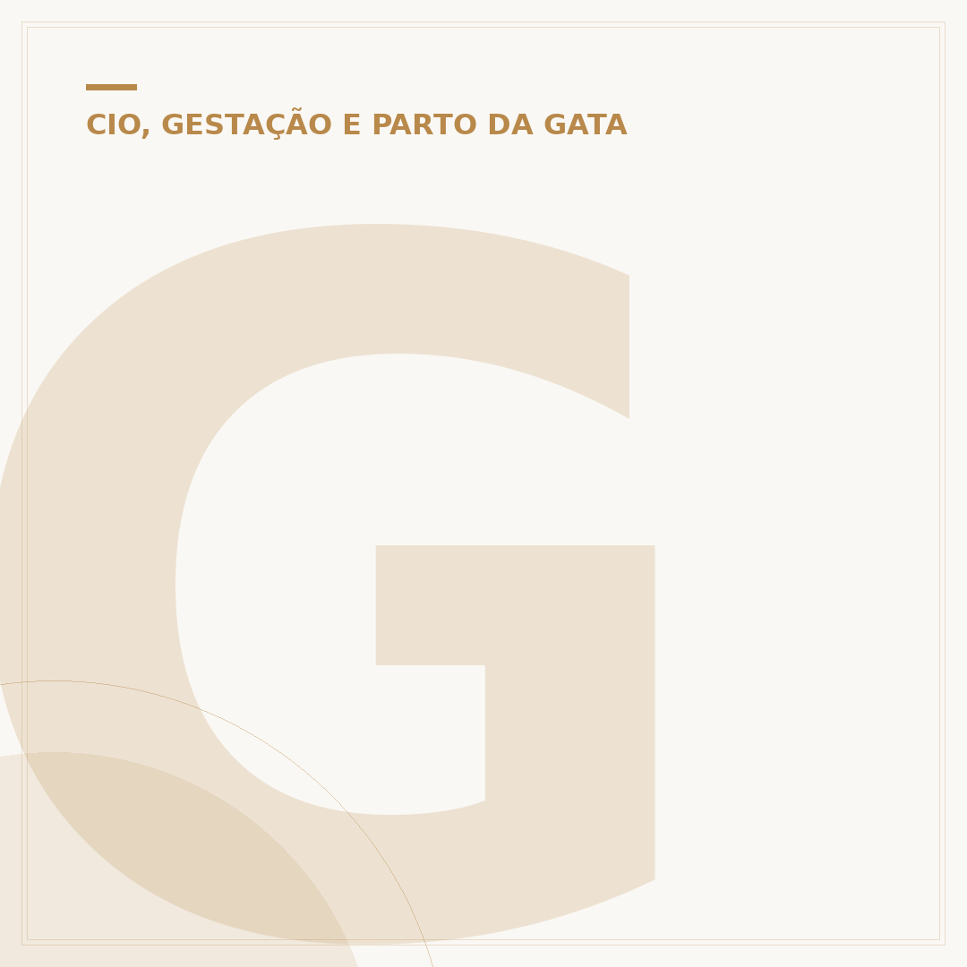 Gestação de gato: quantos filhotes e duração