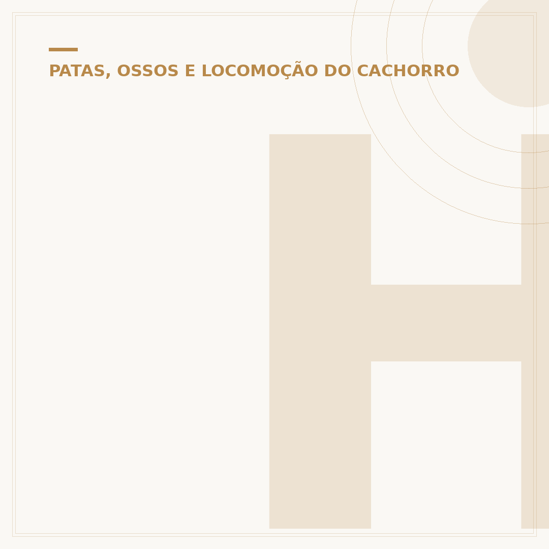 Hérnia perineal em cães: causas, sintomas e tratamento