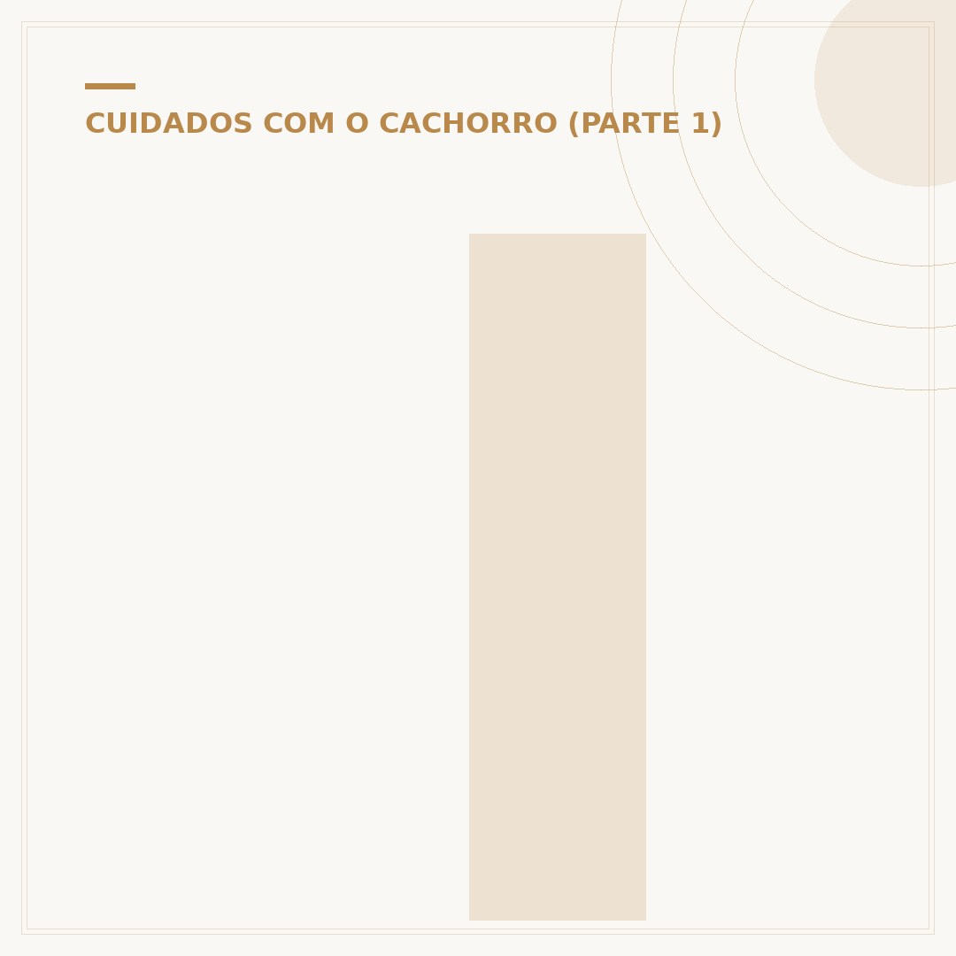 Idade de cachorro porte pequeno: entenda as fases