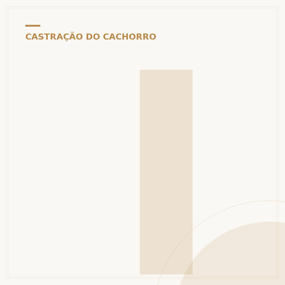 Idade para castrar um cachorro