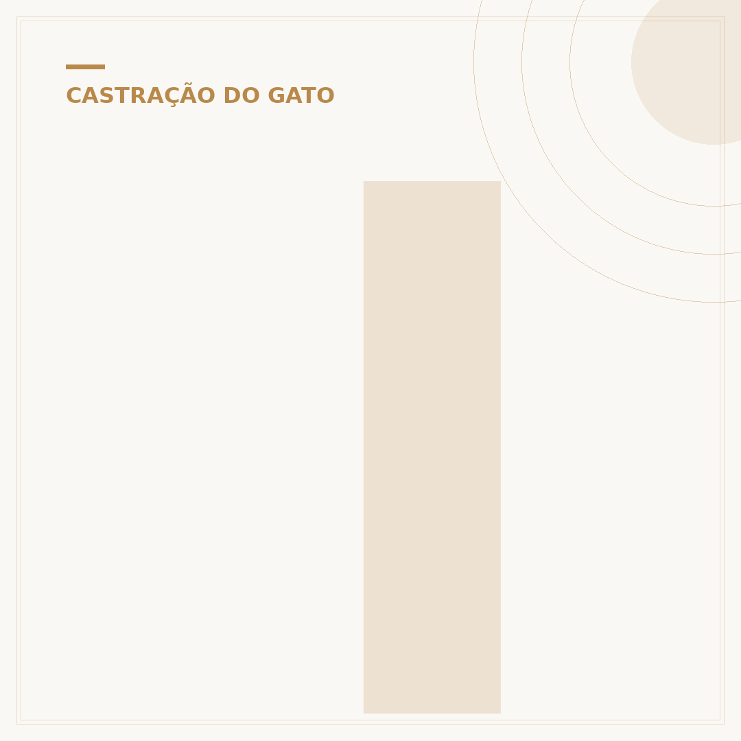 Idade para castrar gato macho