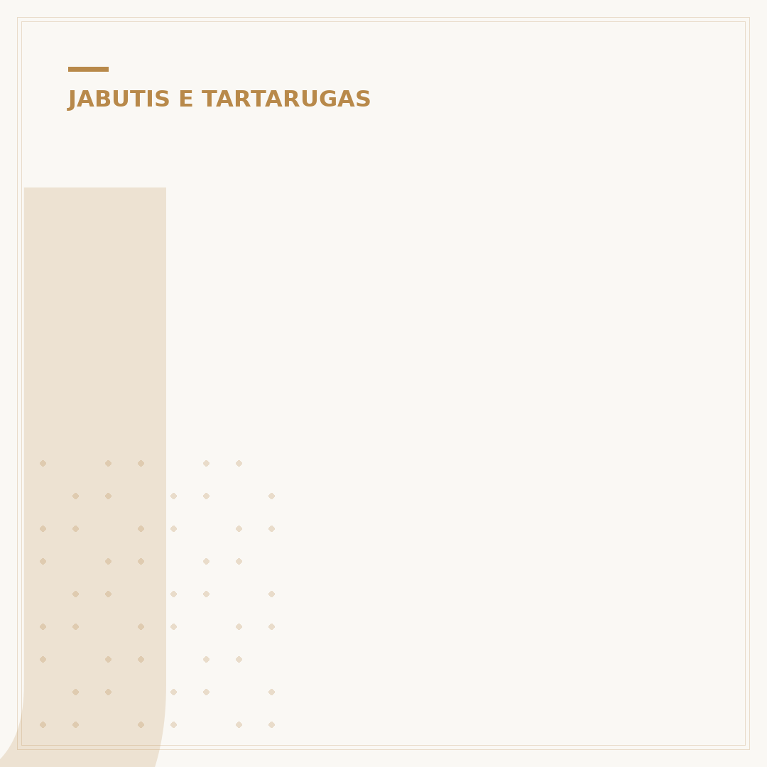 Jabuti pode comer arroz? A verdade sobre a dieta