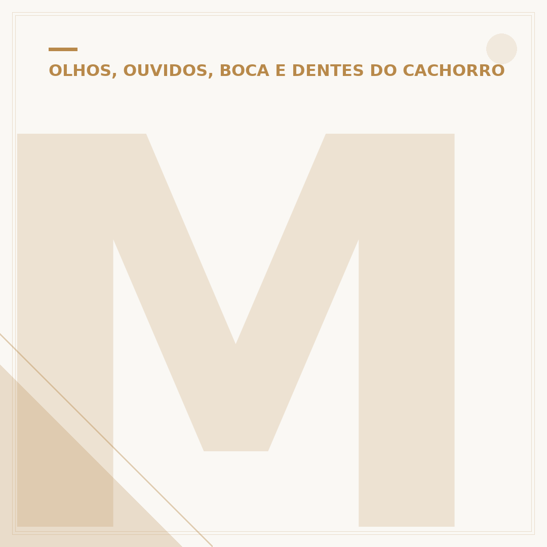 Mancha preta no olho do cachorro: causas, riscos e cuidados