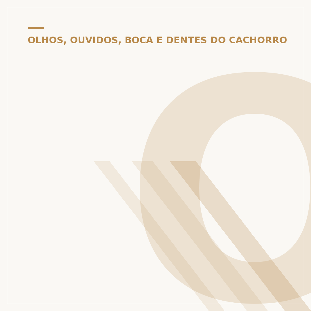 O que tira mau hálito de cachorro: causas e soluções