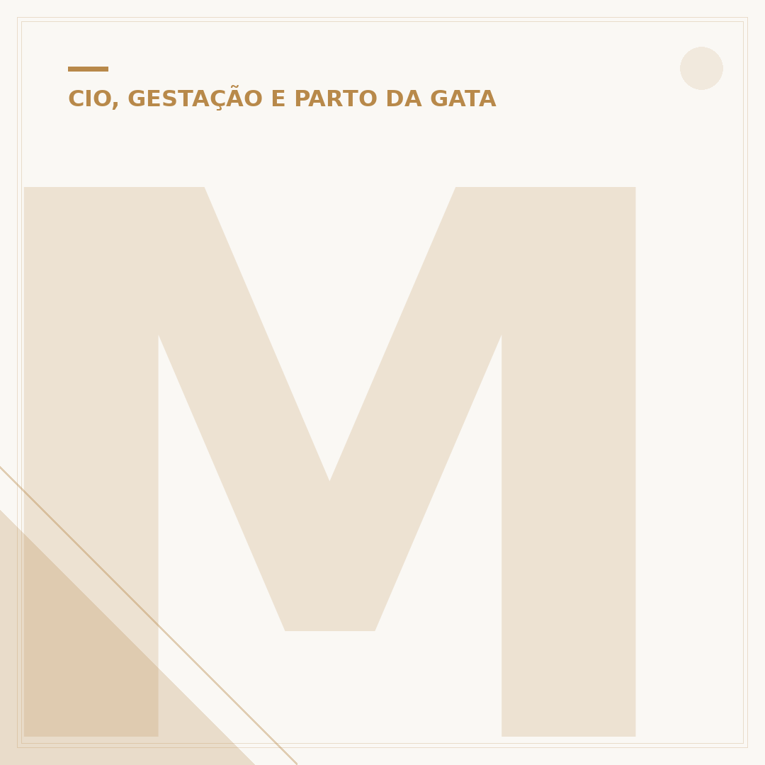 Miado de gato fêmea no cio