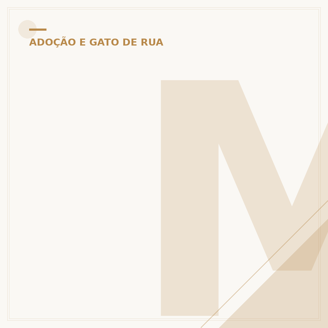 Mini gatos para adoção: o que saber antes de adotar
