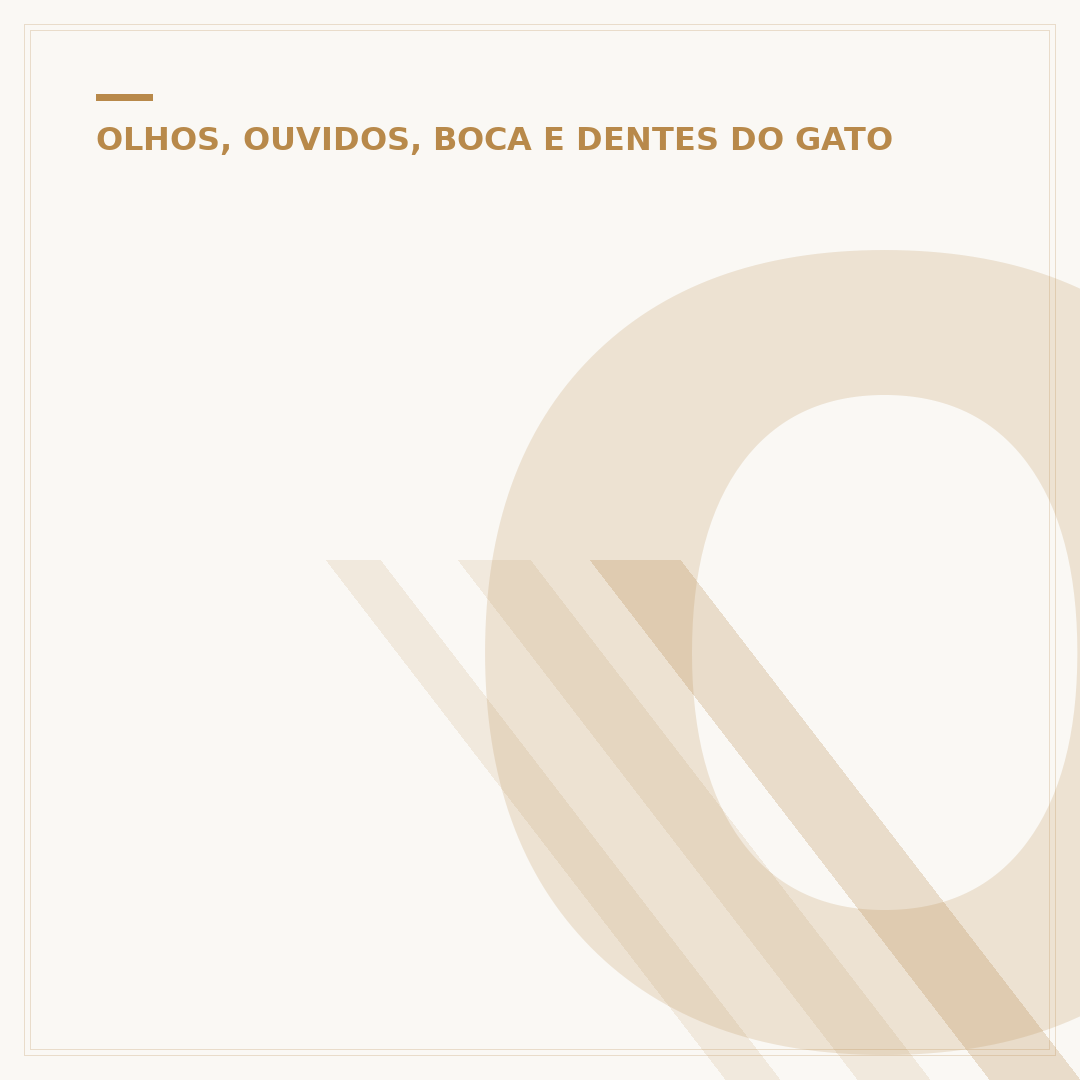 Orelha de gato comida: o que é e como encontrar