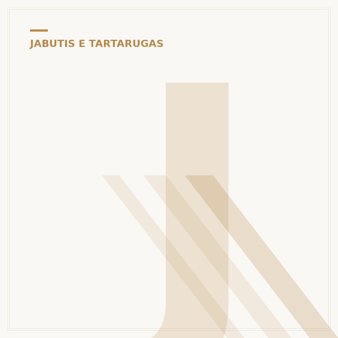 Jabuti pode criar: o que você precisa saber antes