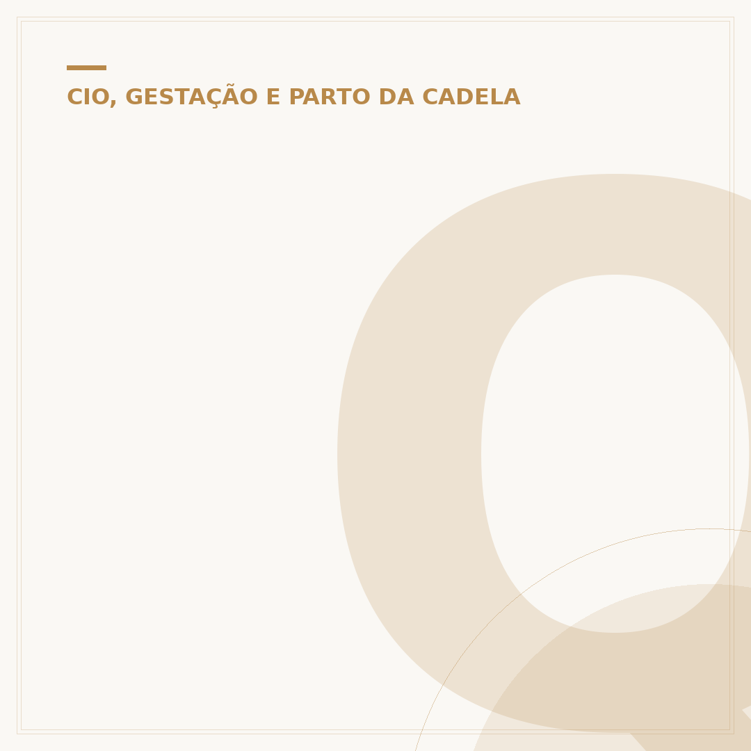 Quanto tempo leva o cio de uma cachorra?