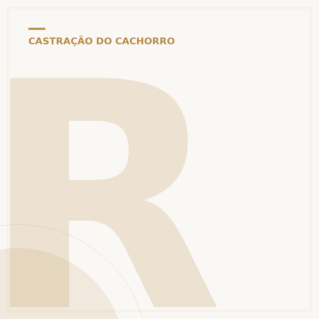 Roupa para cachorro castrado