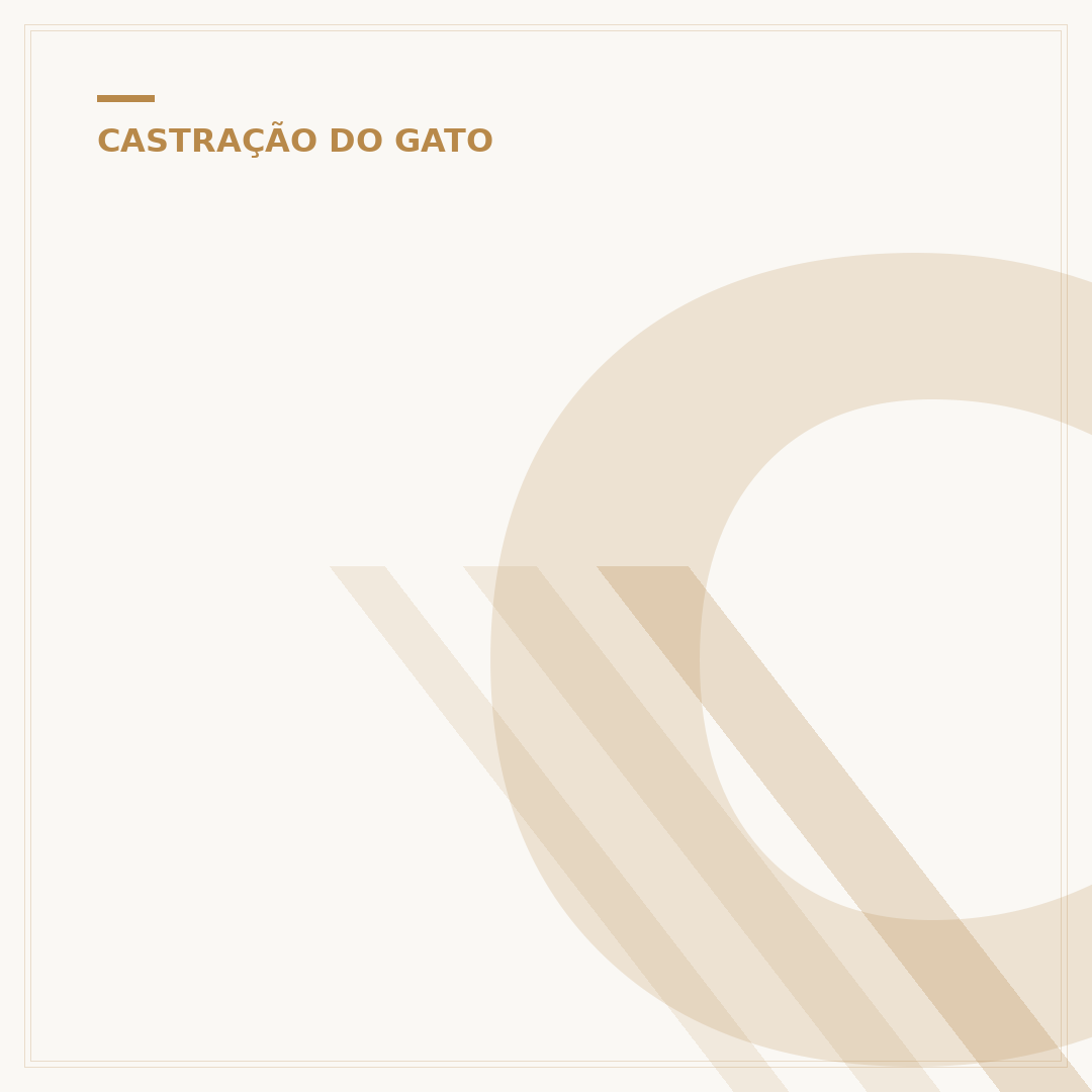 Com quanto tempo pode castrar gato macho?