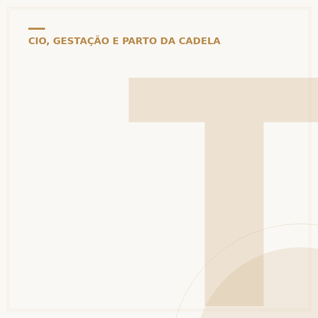 Tempo de gestação do cachorro: o que saber