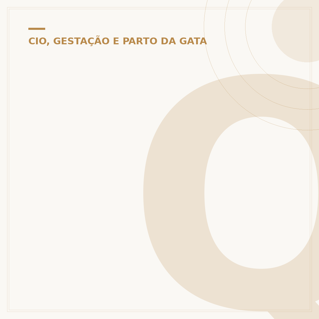 Quanto tempo dura a gravidez de um gato?