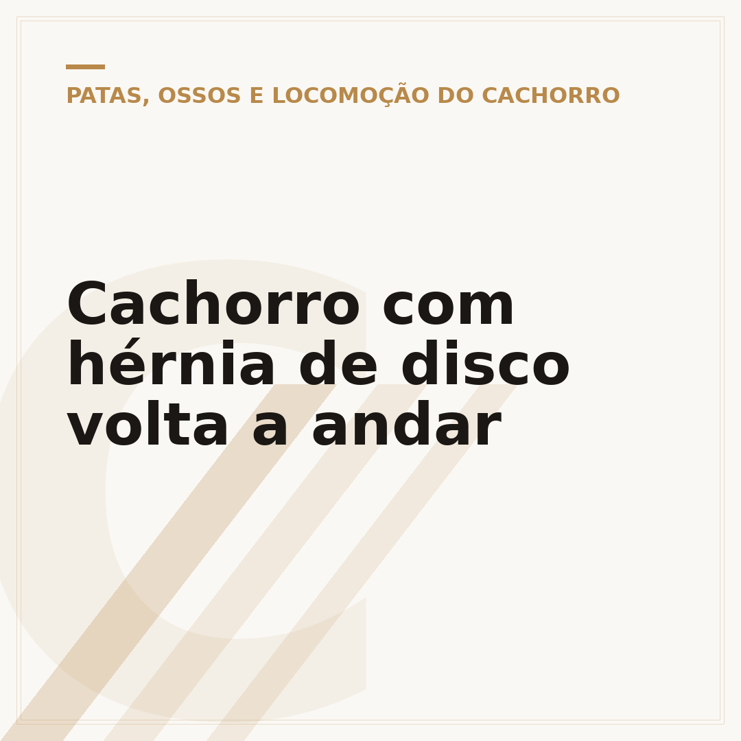 Cachorro com hérnia de disco volta a andar