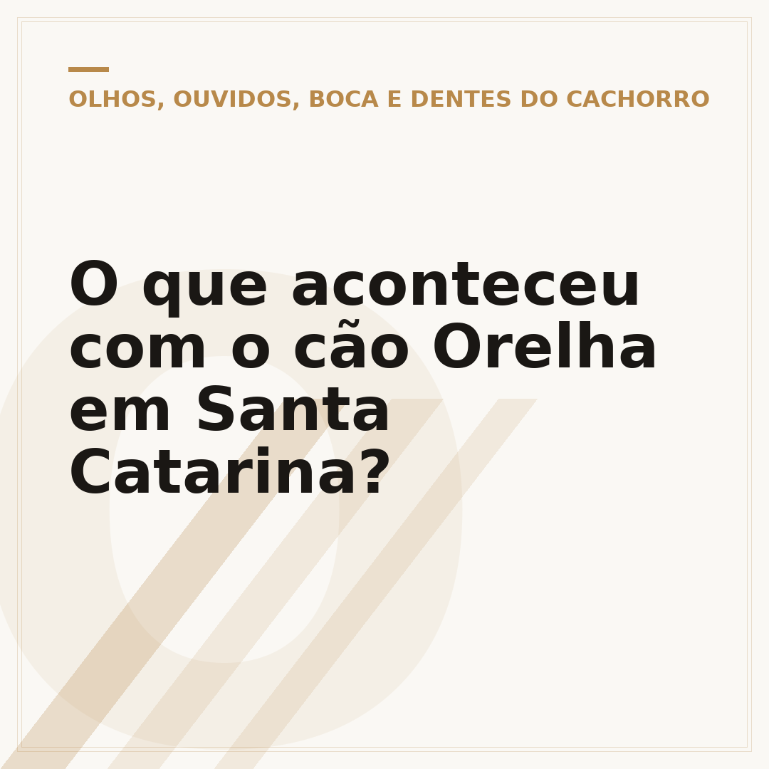 O que aconteceu com o cão Orelha em Santa Catarina?