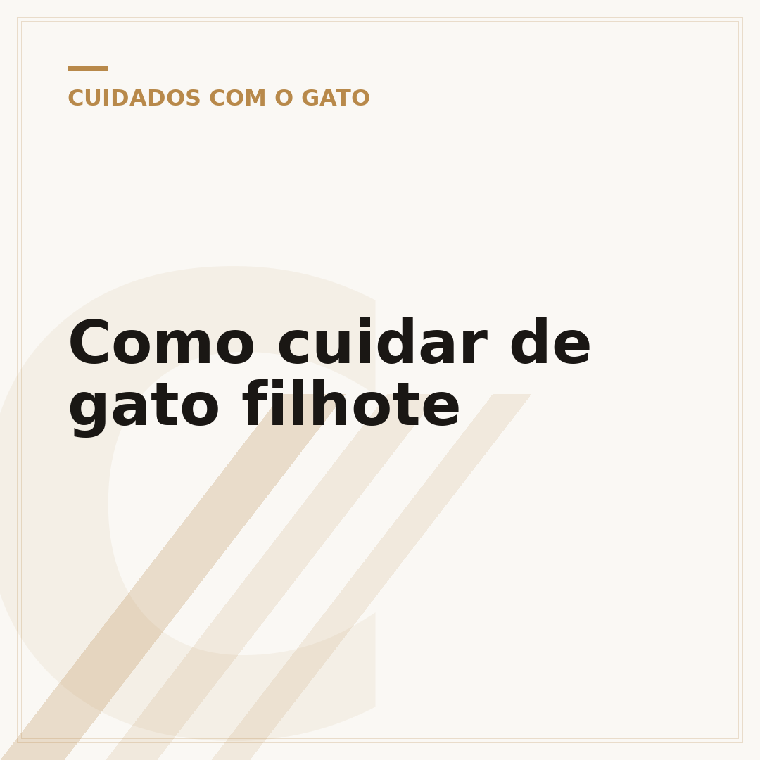Como cuidar de gato filhote