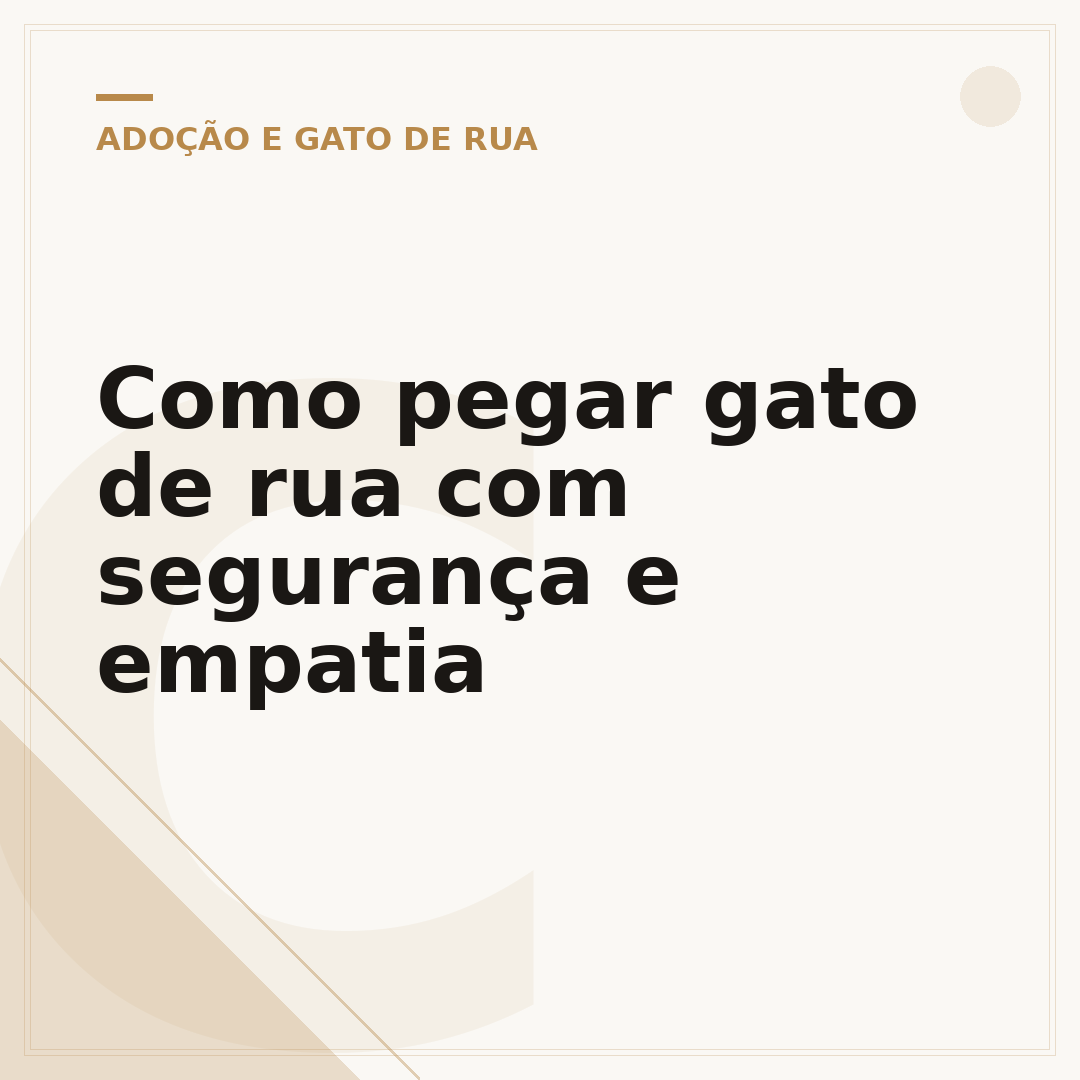 Como pegar gato de rua com segurança e empatia