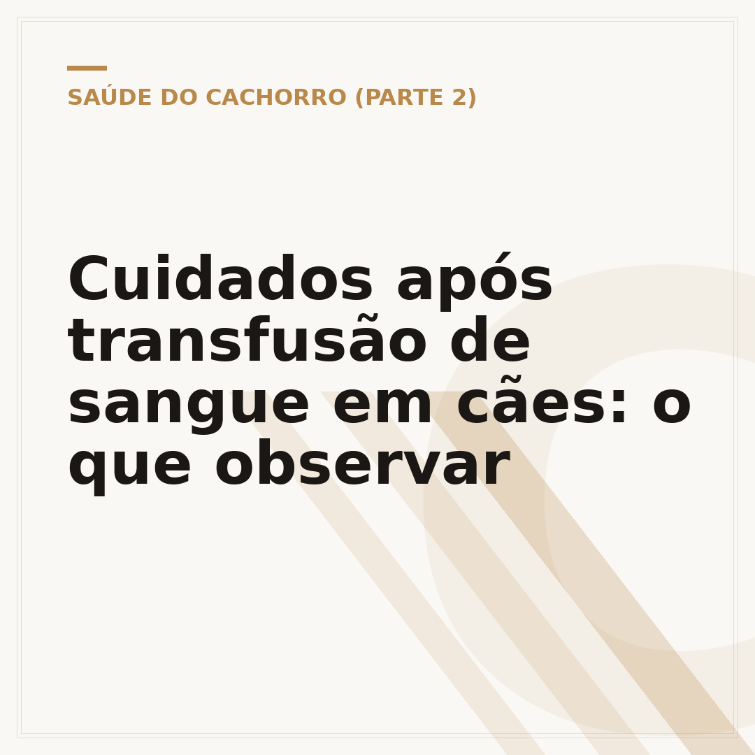 Cuidados após transfusão de sangue em cães: o que observar