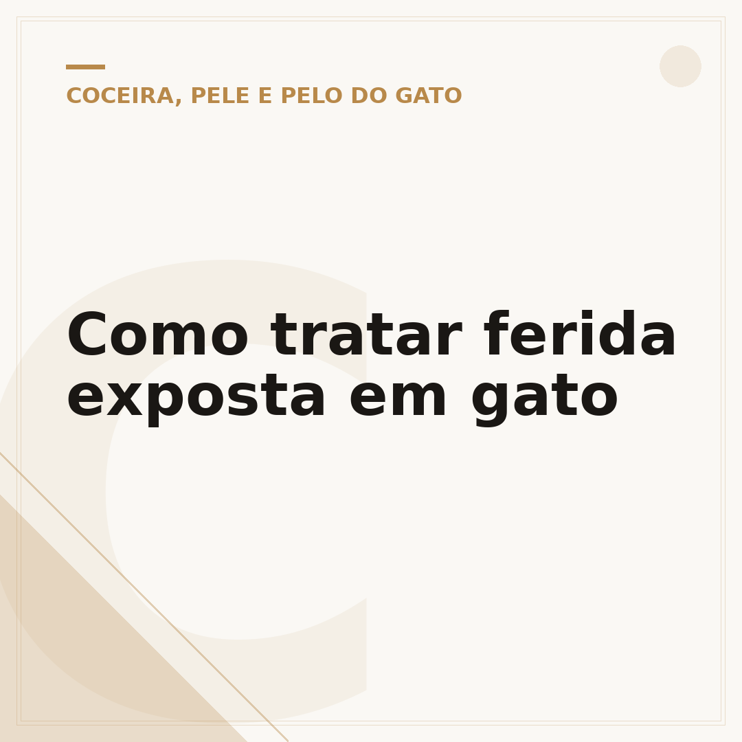 Como tratar ferida exposta em gato