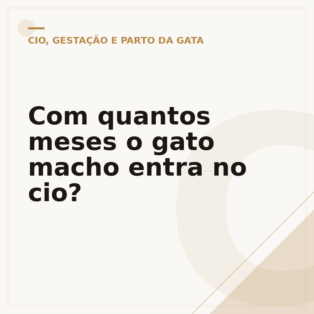 Com quantos meses o gato macho entra no cio?