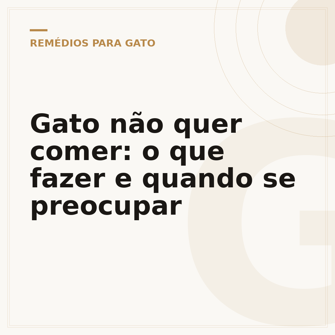 Gato não quer comer: o que fazer e quando se preocupar