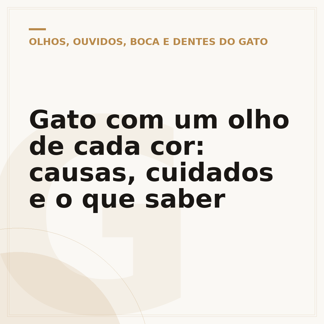 Gato com um olho de cada cor: causas, cuidados e o que saber