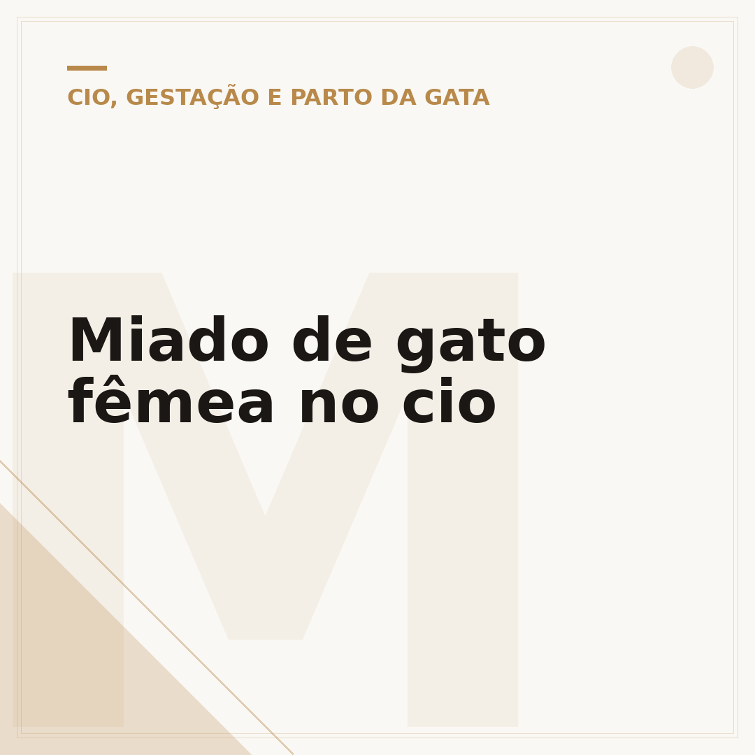 Miado de gato fêmea no cio