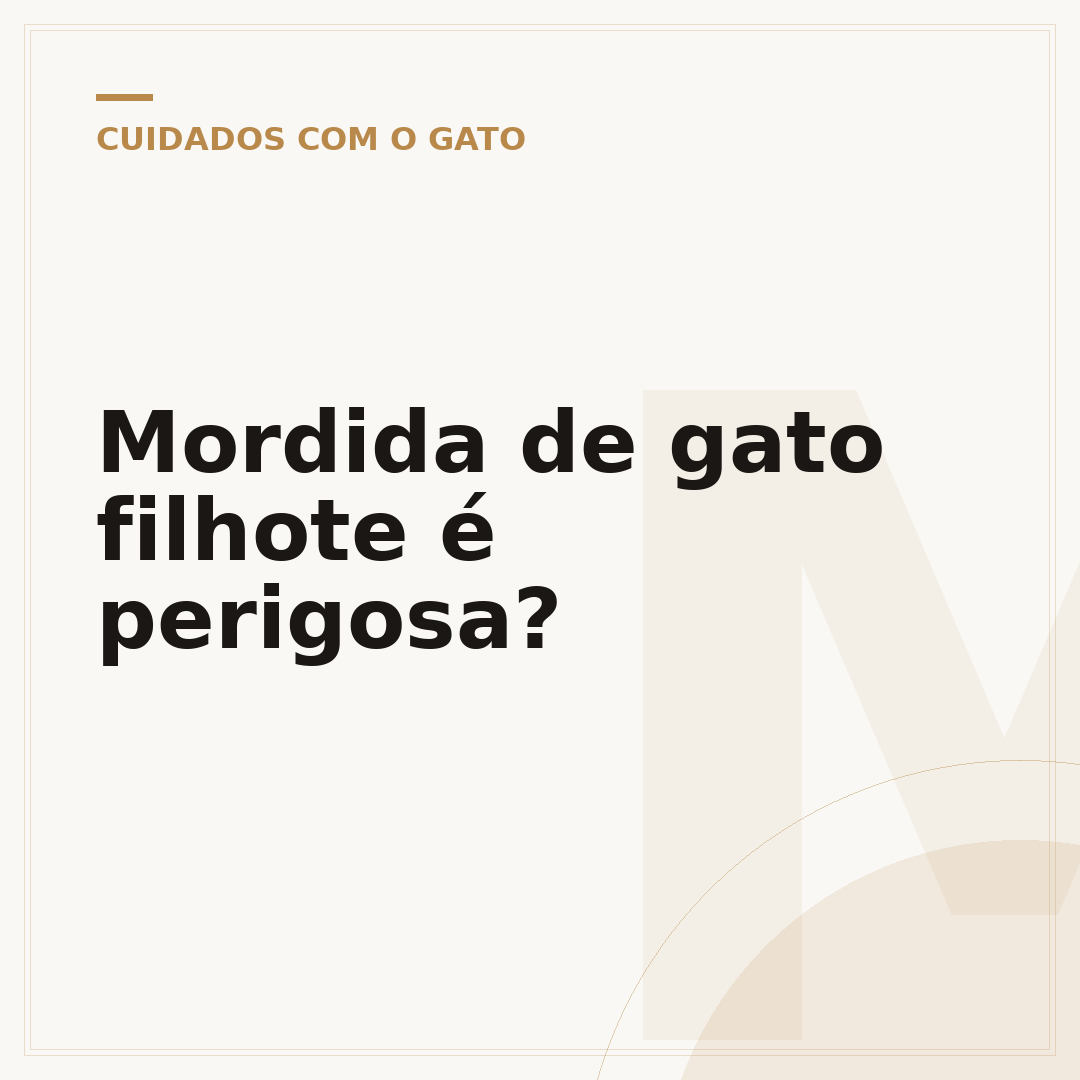 Mordida de gato filhote é perigosa?