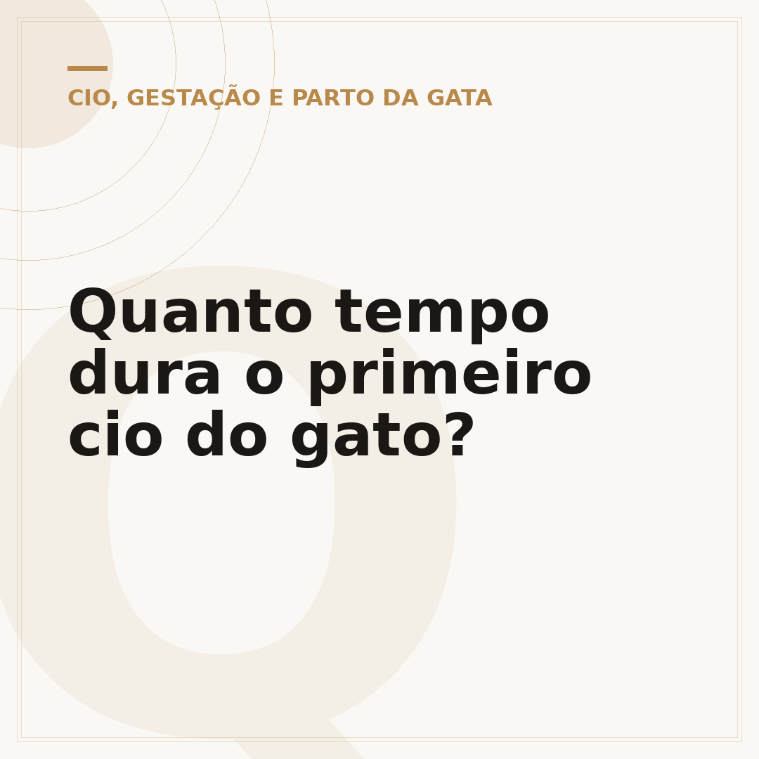 Quanto tempo dura o primeiro cio do gato?